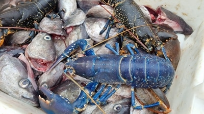 The image shows a blue lobster. (Facebook/Ricky Greenhowe)