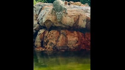 The image shows the crocodile just before jumping into the water. (Instagram/@gatorland_orlando)