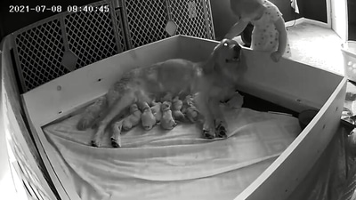 The image taken from the video shows the dog and the kid. (Jukin Media)