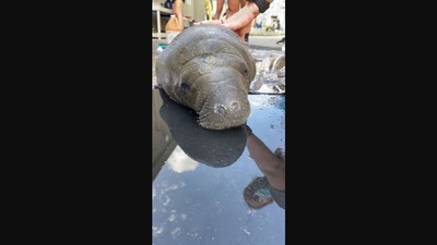 The image shows a manatee calf. (Facebook/ZooTampa at Lowry Park)