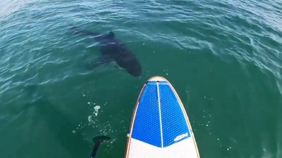 The image shows a shark swimming close to a paddle boarder. (Jukin Media)