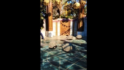 The image shows the ‘turtles’ running around. (Instagram/@vernbestintheworld)