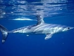 Shark tourism grows in Massachusetts' Cape Cod, 3 years after attacks(AP) Shark tourism grows in Massachusetts' Cape Cod, 3 years after attacks(AP)