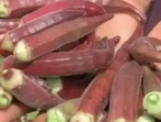 As per Rajput, no harmful pesticides were used during the cultivation of red ladyfinger.