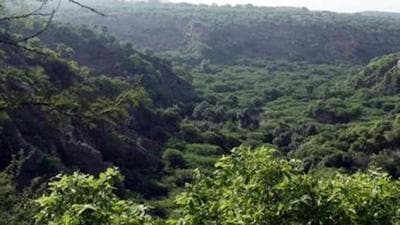 Officials said it is important to formulate a biodiversity plan for the conservation Aravallis in south Haryana. (HT Archive) Officials said it is important to formulate a biodiversity plan for the conservation Aravallis in south Haryana. (HT Archive)