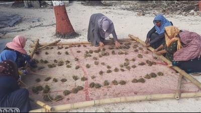 Members of SHGs preparing a bamboo raft with seaweeds for deployment in a lagoon. (Special Arrangement)