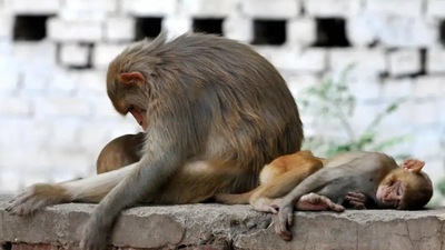Monkeys have been in the news frequently for creating ruckus in public places (HT File Photo)