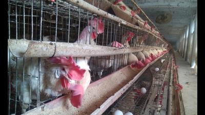 Participants were told about various facilities and utility services provided by the university for livestock farmers. (HT Photo)