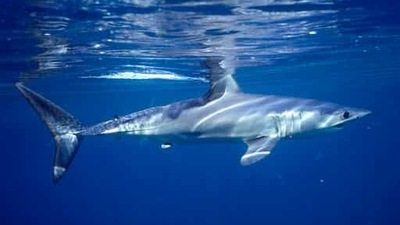 Shark tourism grows in Massachusetts' Cape Cod, 3 years after attacks (AP) Shark tourism grows in Massachusetts' Cape Cod, 3 years after attacks (AP)