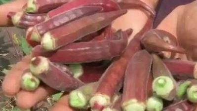 As per Rajput, no harmful pesticides were used during the cultivation of red ladyfinger. (ANI Photo)