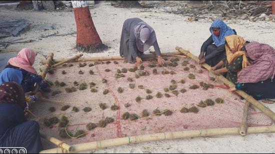 Members of SHGs preparing a bamboo raft with seaweeds for deployment in a lagoon. (Special Arrangement)