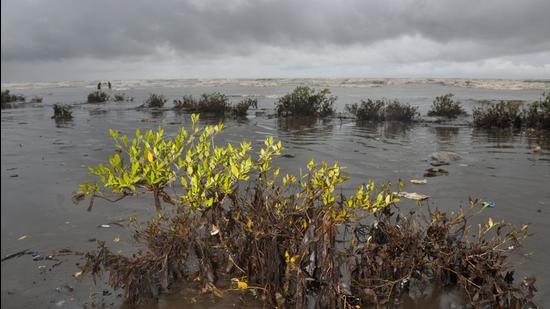 In phase one, CCTVs will be installed in mangroves across Mumbai Metropolitan Region. (HT FILE)