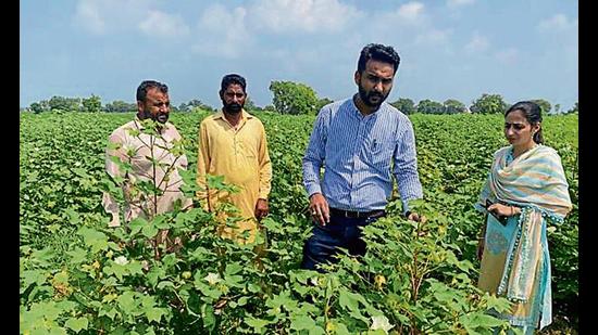 A team of agriculture department inspects a cotton field at Bathinda’s Naruana village for pink bollworm on Monday.