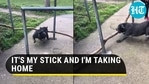 Boomer the dog trying to take his big stick through a fence. Boomer the dog trying to take his big stick through a fence. 