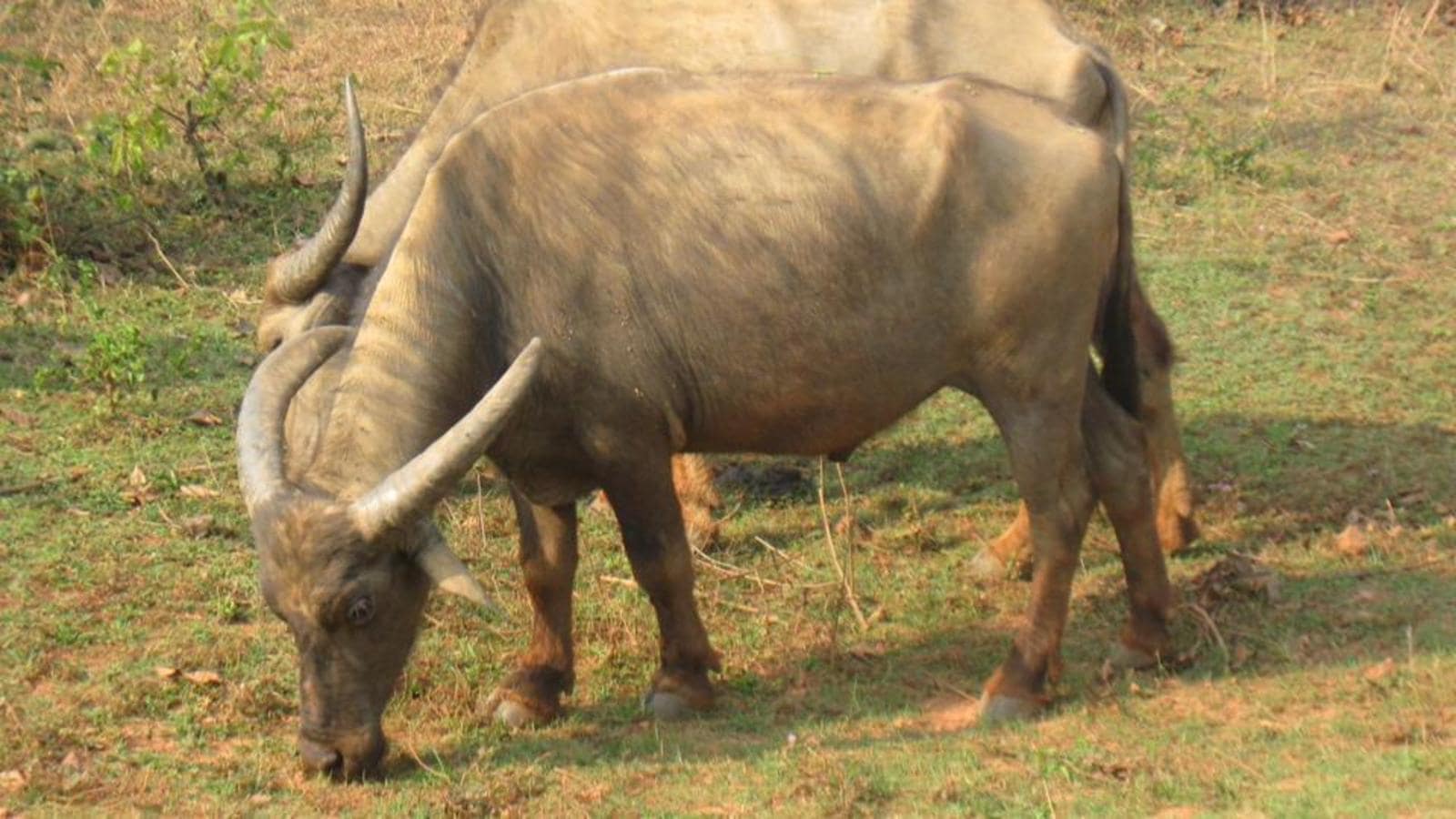 Odisha’s Manda buffalo 19th buffalo breed to be recognised by NBAGR