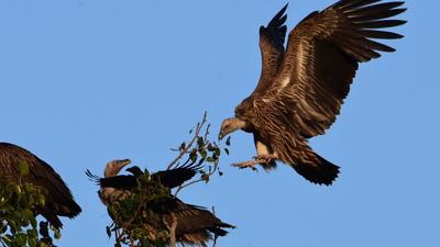 The forest officials in Bihar have requested for the deployment of vulture trackers for protection and regular monitoring of their populations. (HT Photo) The forest officials in Bihar have requested for the deployment of vulture trackers for protection and regular monitoring of their populations. (HT Photo)