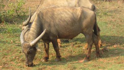 The Manda buffalo is found in Odisha’s Koraput district . (Sourced)