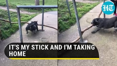 Boomer the dog trying to take his big stick through a fence.&nbsp;