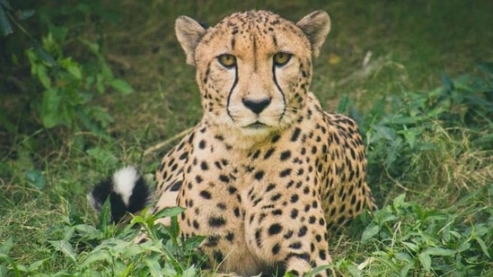 The International Union for Conservation of Nature (IUCN) lists the Asiatic Cheetah to be critically endangered.(Unsplash)