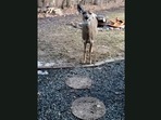 The image is taken from the video of the deer visiting a human.