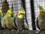 Climate change is heaping "a whole lot of pressure" on animals.