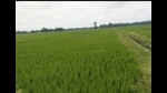 A lush Kala Namak rice crop standing somewhere in East UP (HT Photo) A lush Kala Namak rice crop standing somewhere in East UP (HT Photo)