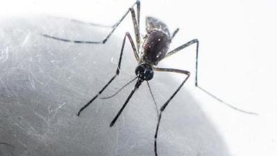 Ambala had reported at least 250 dengue cases last year. (Image for representational purpose) Ambala had reported at least 250 dengue cases last year. (Image for representational purpose)
