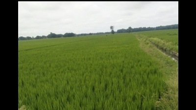 A lush Kala Namak rice crop standing somewhere in East UP (HT Photo) A lush Kala Namak rice crop standing somewhere in East UP (HT Photo)