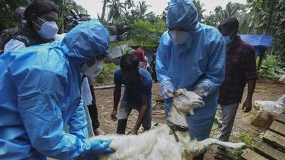 Nipah is a zoonotic virus that spreads from animals to humans and is also transmitted directly between people. (AP)