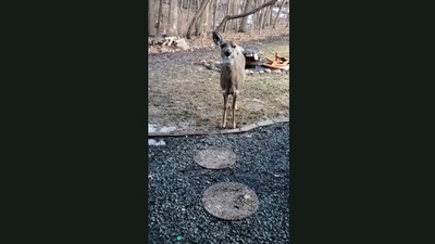 The image is taken from the video of the deer visiting a human. (Jukin Video)