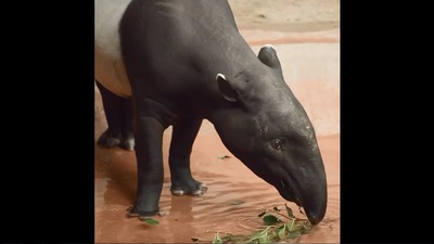 The image shows the beautiful tapir calf. (Instagram/@sandiegozoo)