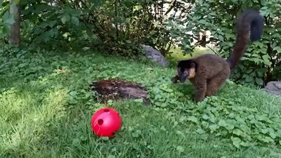The image taken from the video shows one of the lemur brothers. (Instagram/@smithsonianzoo)