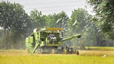 Paddy yield is an input that the Punjab food department will use to ensure that norms of the new payment system are implemented well. (HT file photo)