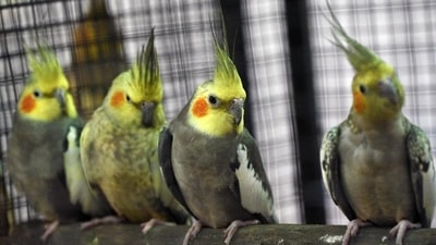 Climate change is heaping "a whole lot of pressure" on animals. (HT Photo)
