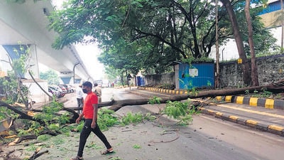 Heavy rain on Monday night caused this tree fall at KSB chowk in Chinchwad. Fortunately, no one was injured in the incident. The India Meteorological Department (IMD) on Tuesday announced the development of a “vulnerability atlas”, to highlight areas prone to natural disasters and issue warnings for the same in a detailed manner. (HT) Heavy rain on Monday night caused this tree fall at KSB chowk in Chinchwad. Fortunately, no one was injured in the incident. The India Meteorological Department (IMD) on Tuesday announced the development of a “vulnerability atlas”, to highlight areas prone to natural disasters and issue warnings for the same in a detailed manner. (HT)