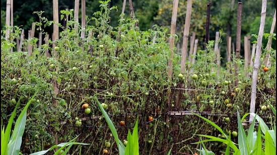 The robot can navigate through tomato and potato farms to inspect plants and soil for infections and health. (HT Photo)