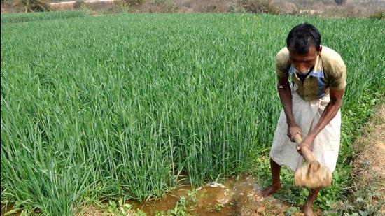 A farmer working in his field planted with wheat, a rabi crop. (Representational image/HT Archive) A farmer working in his field planted with wheat, a rabi crop. (Representational image/HT Archive)