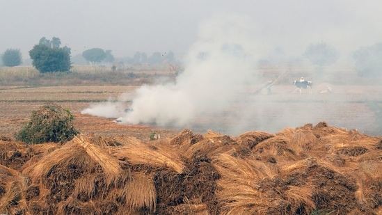 Smoke billows from paddy waste stubble as it burns in a field near Jewar, in the northern state of Uttar Pradesh. (File Photo / REUTERS) Smoke billows from paddy waste stubble as it burns in a field near Jewar, in the northern state of Uttar Pradesh. (File Photo / REUTERS)