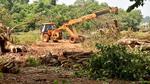 PWD not only changed the alignment of the road but also cut 37 Sal trees in a 95-metre of stretch. The trees were uprooted by a JCB machine, forest officials alleged. (ANI PHOTO.)