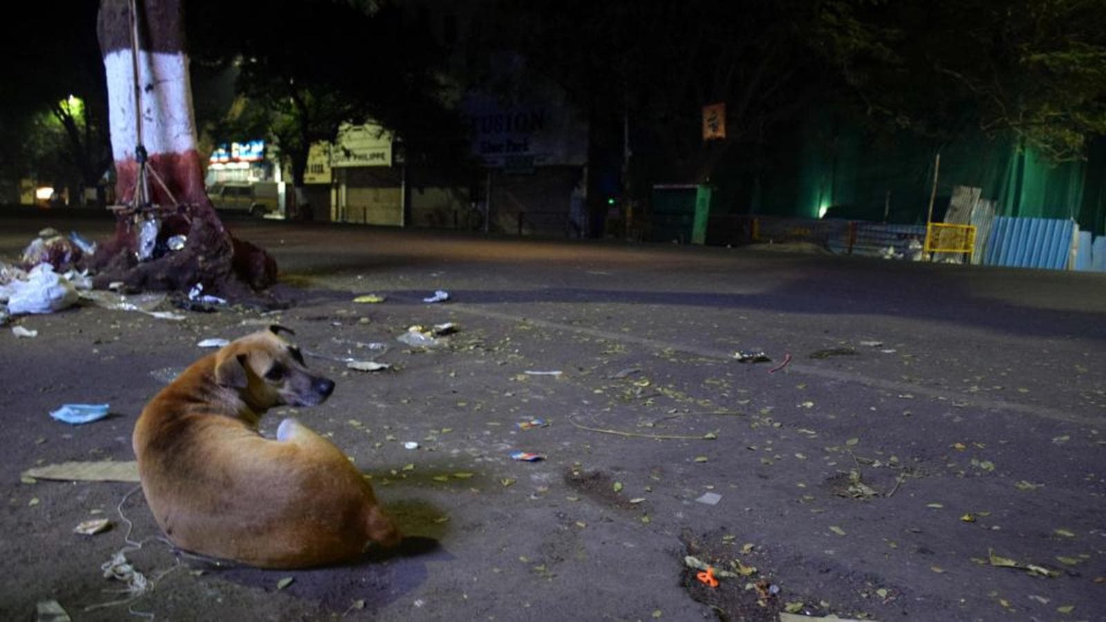 Case against gram panchayat after over 100 dogs killed in Shivamogga