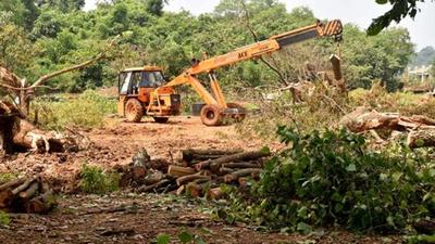 PWD not only changed the alignment of the road but also cut 37 Sal trees in a 95-metre of stretch. The trees were uprooted by a JCB machine, forest officials alleged. (ANI PHOTO.)