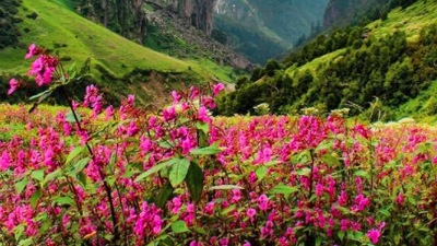 Valley of Flowers, Uttarakhand: This picturesque location in Uttarakhand attracts several tourists throughout the year, especially during the blossoming season. In 2005, it was declared a UNESCO World Heritage site. The best time to visit this place is during the rainy season, especially between July to early September.&nbsp; (Instagram/@thetripperstours)