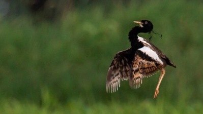 Sonkhaliya, Rajasthan: This place in the Ajmer district of Rajasthan has a dedicated land for endangered birds, like the Florican. The female florican is known for their mating dance which they display during the monsoon season.&nbsp; (Instagram/@dalvishashank)