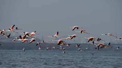 Thane Creek Flamingo Sanctuary. An ESZ is a buffer area created around a wildlife sanctuary or national park to reduce developmental pressures. The Centre has recommended final notice. (HT PHOTO) Thane Creek Flamingo Sanctuary. An ESZ is a buffer area created around a wildlife sanctuary or national park to reduce developmental pressures. The Centre has recommended final notice. (HT PHOTO)