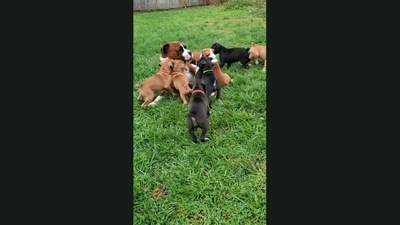 The puppies gather around papa dog in this image. (Jukin Media)