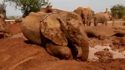 The image shows elephants taking a mud bath. (Twitter/@SheldrickTrust)