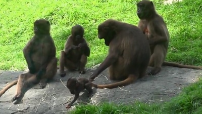 The image shows the mama monkey holding the tail of her baby. (Jukin Media)