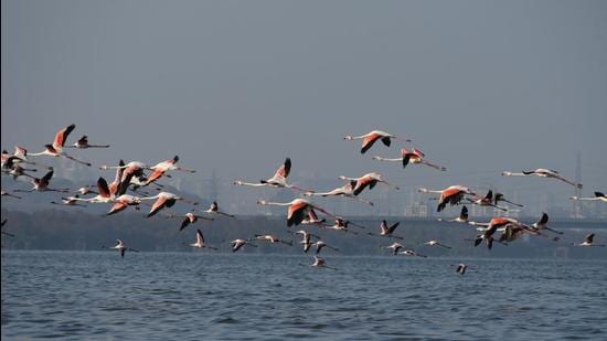 Thane Creek Flamingo Sanctuary. An ESZ is a buffer area created around a wildlife sanctuary or national park to reduce developmental pressures. The Centre has recommended final notice. (HT PHOTO)