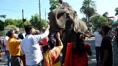 Devotees seek blessing from an elephant on the occasion of Ganesh Chaturthi, at Latasil Ganesh mandir in Guwahati. (ANI) Devotees seek blessing from an elephant on the occasion of Ganesh Chaturthi, at Latasil Ganesh mandir in Guwahati. (ANI)