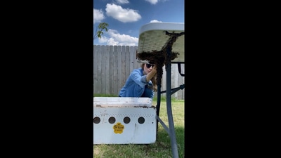 The image shows beekeeper Erika Thompson relocating the bees. (Instagram/@texasbeeworks)